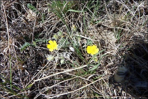 spring rural scene pic