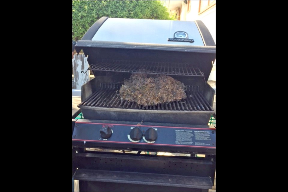 Barbecue Nursery — Rita and Louis Perrault found a surprise in their barbecue this spring, a nest of baby squirrels. Photos submitted