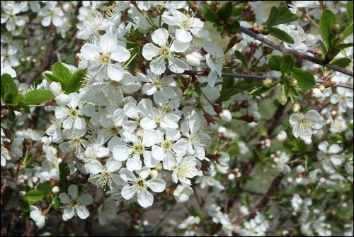 blossoms