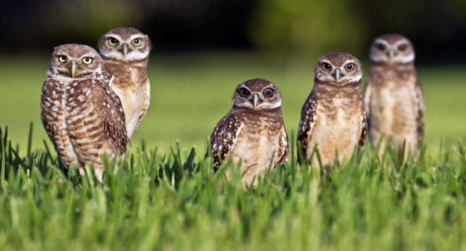 burrowing owls