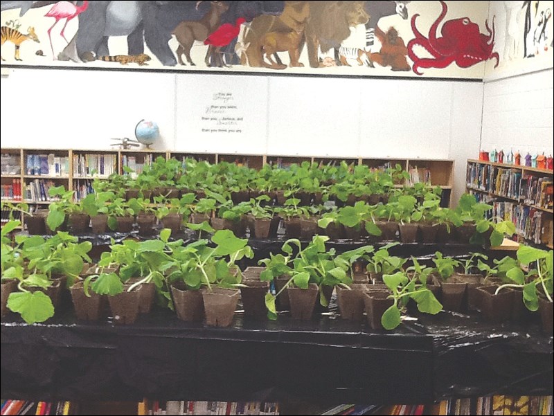 pumpkin seedlings