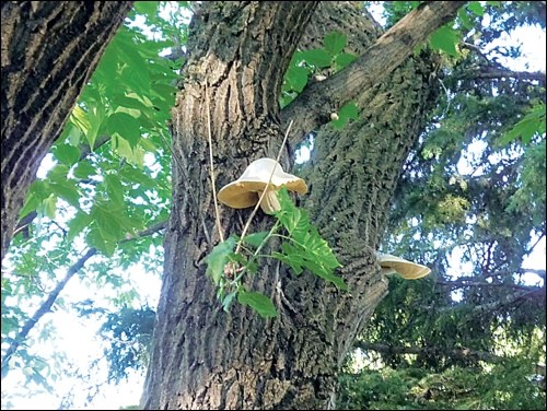 tree mushroom