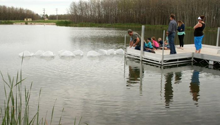 stocking trout pond