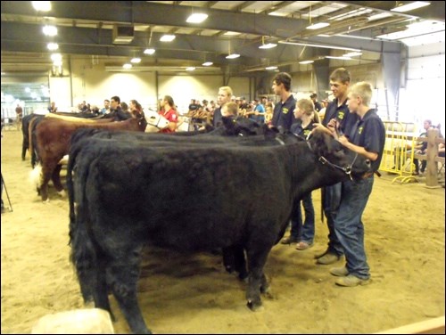 The group of five heifers from Crown Hill 4-H Club that placed third.