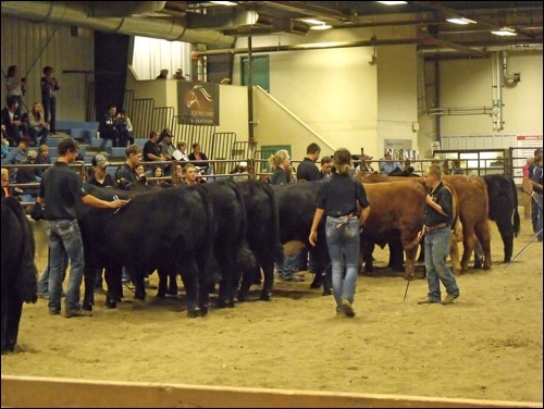 The group of five steers from Crown Hill 4-H placed fourth at the showcase.