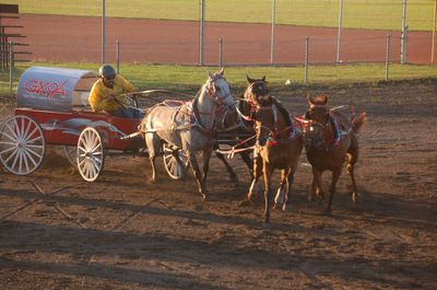 chariot races in saratoga wyoming