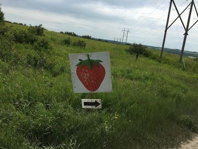 strawberries