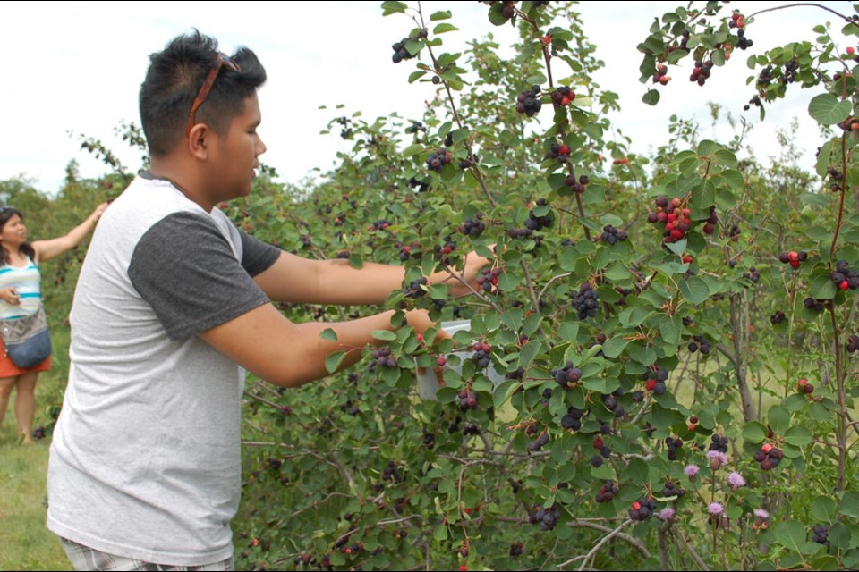 are saskatoon berries good for dogs