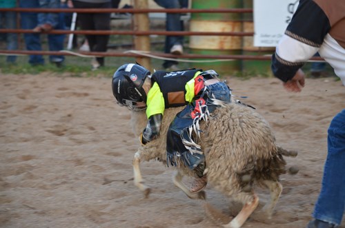 Mutton Busting