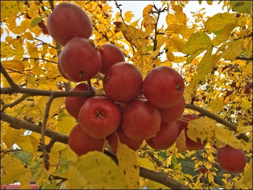 Kerr crabapples hanging thick against the colorful leaves. Photos by Elaine Woloshyn