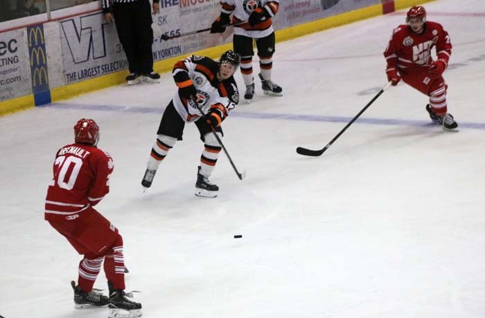 Yorkton Terriers