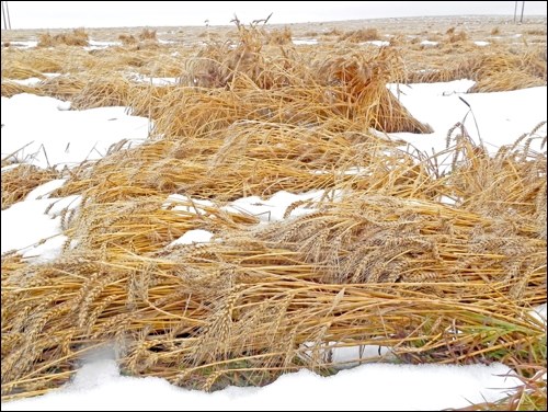 With extreme fire hazards in tinder dry conditions to kick off the 2016 crop season, summer brought about much more optimism appearing to create some bountiful crops.  However, Mother Nature has haunted area farmers with extended periods of rain and an early snow, causing much grief for our farming community as valuable crops sit saturated. Some wheat fields appear stooked as in the threshing days. Photos by Sherri Solomko