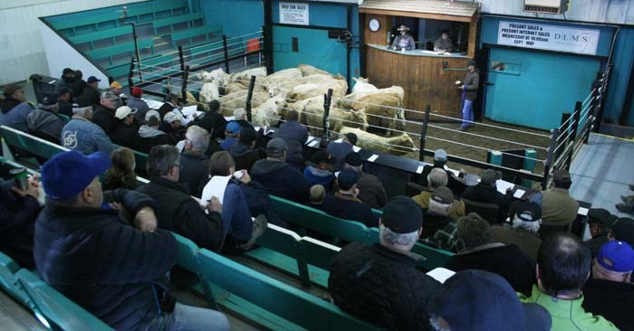 Charolais Sale