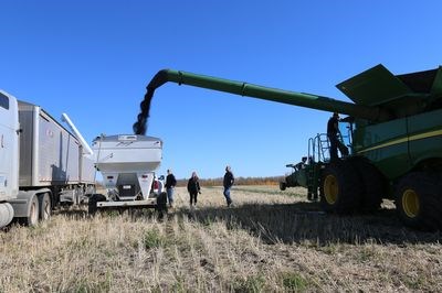 Overseeing the harvesting of the Preeceville arena canola field fundraiser on September 30, from left, were: Brittnye Kroker, Mandy Huska and Ryan Baumann.