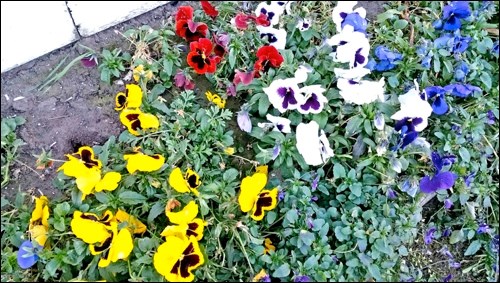 After experiencing a dull, dreary October, November’s perks included flowers blooming right up until Nov. 12.  This array of pansies was in the flower garden of Joan Sperle and Gerry Guggenmos who live north of Unity in the Vera area. Photos by Sherri Solomko