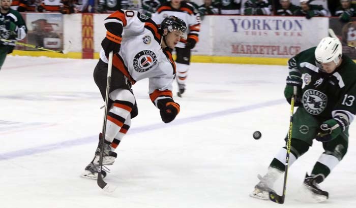 Yorkton Terriers