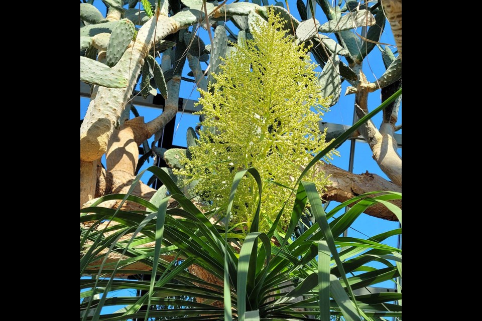 A gorgeous, tropical plant sprouts high into the air with a blue sky in the background through the glass of one of the Muttart Conservatory pyramids. / Muttart Conservatory | Facebook