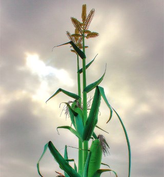 0823-taber-corn-stalk-credit-taber-website-copy