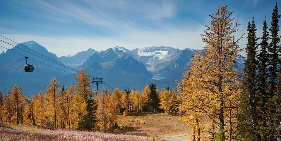 0918-larches-lakelouise