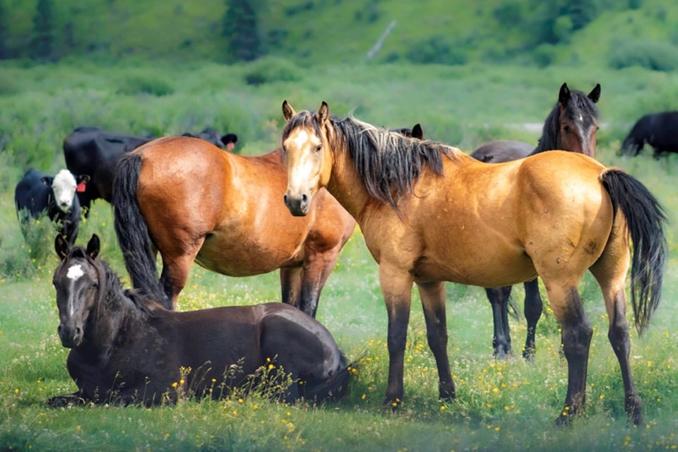 hsg-4-discover-the-wild-horses-of-alberta