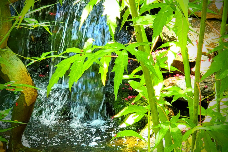 a-waterfall-with-gorgeous-green-plants-in-front