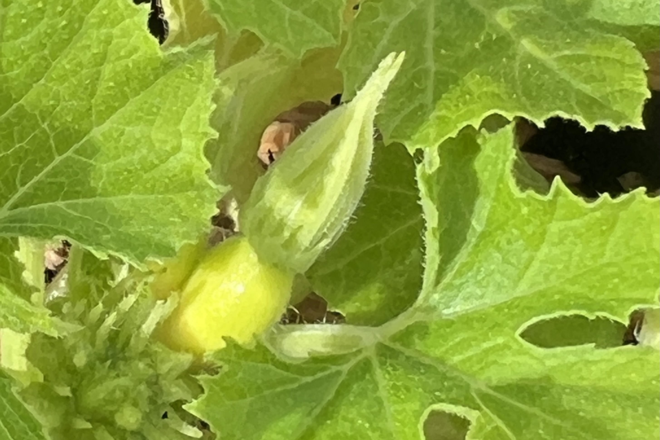 a-young-squash-blossom-peeks-out-from-its-leafy-green-surroundings-promising-a-future-harvest