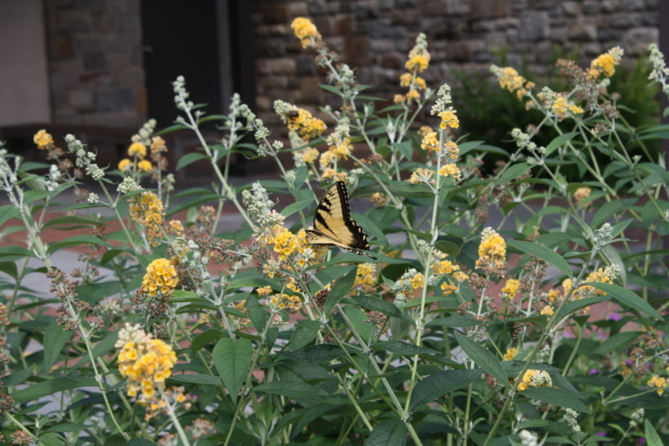 botanicgarden-fallplantsale