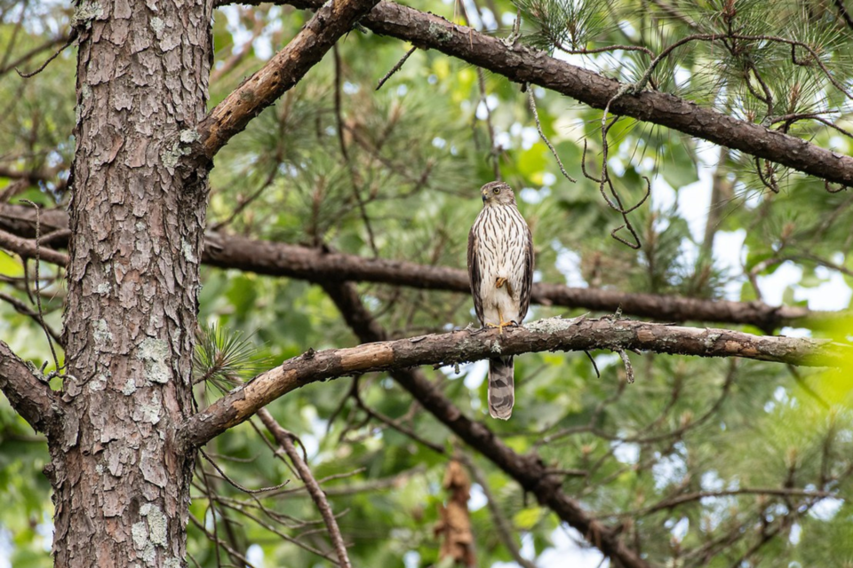 coopershawk-johnkellygnpa