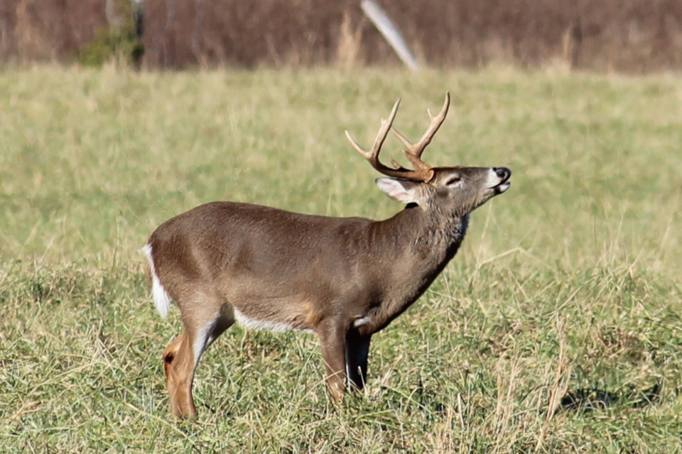 deer-buck-head-up-steve-kyles