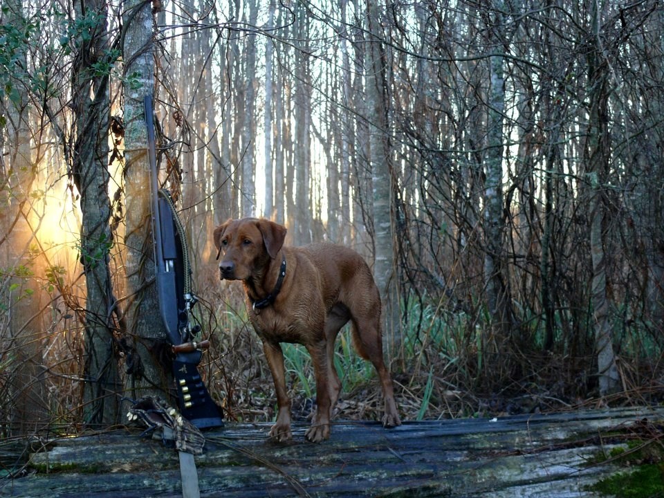 duck-dog-photo-credit-jim-chamberlin