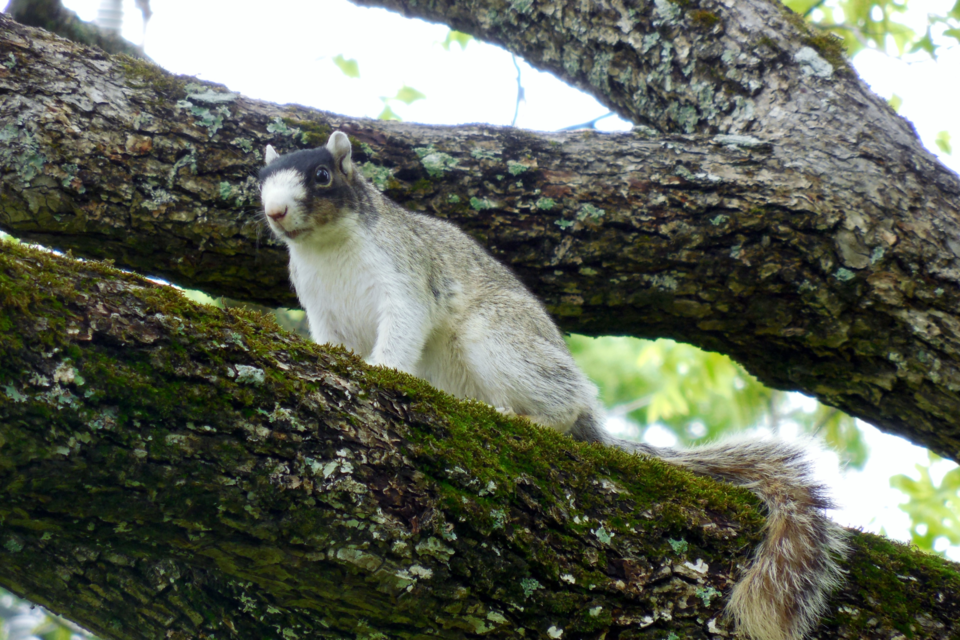 fox-squirrel_photo-credit-nicole-bond