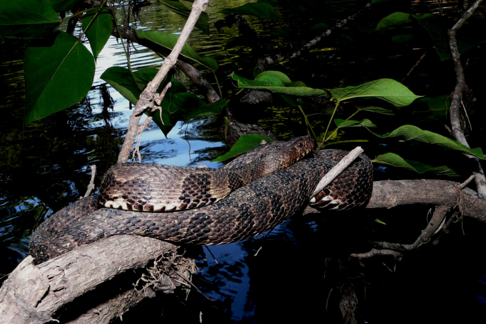 georgia-dnr-snake1