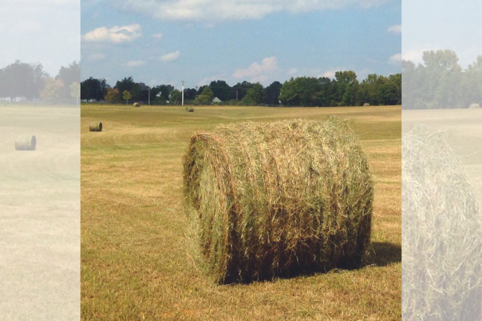 gfb-hay-feature