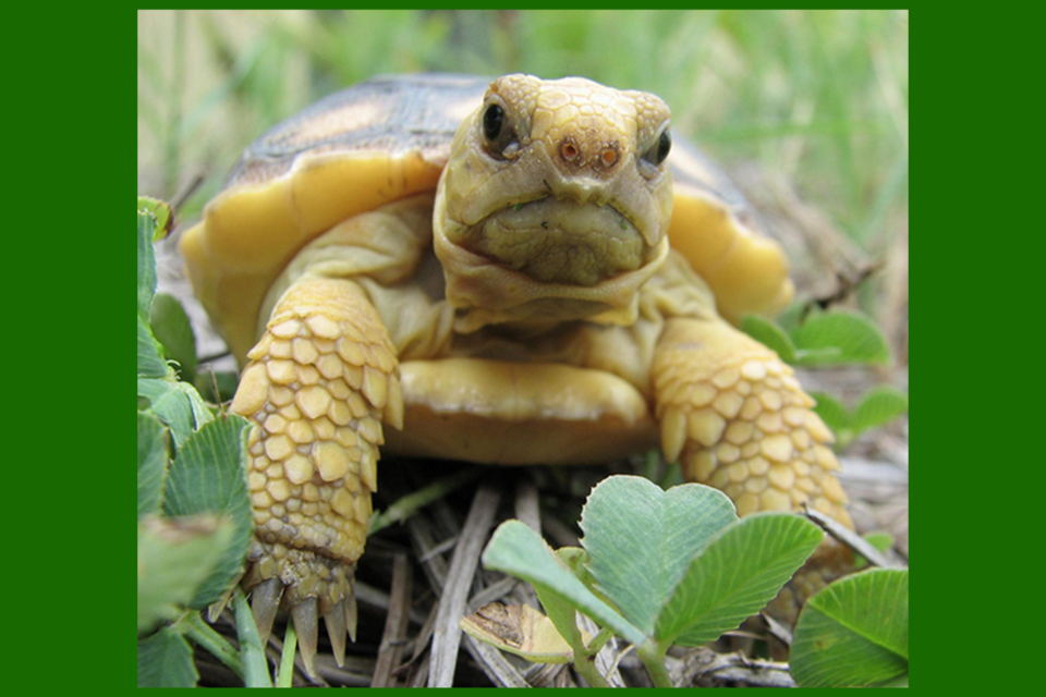 gophertortoise