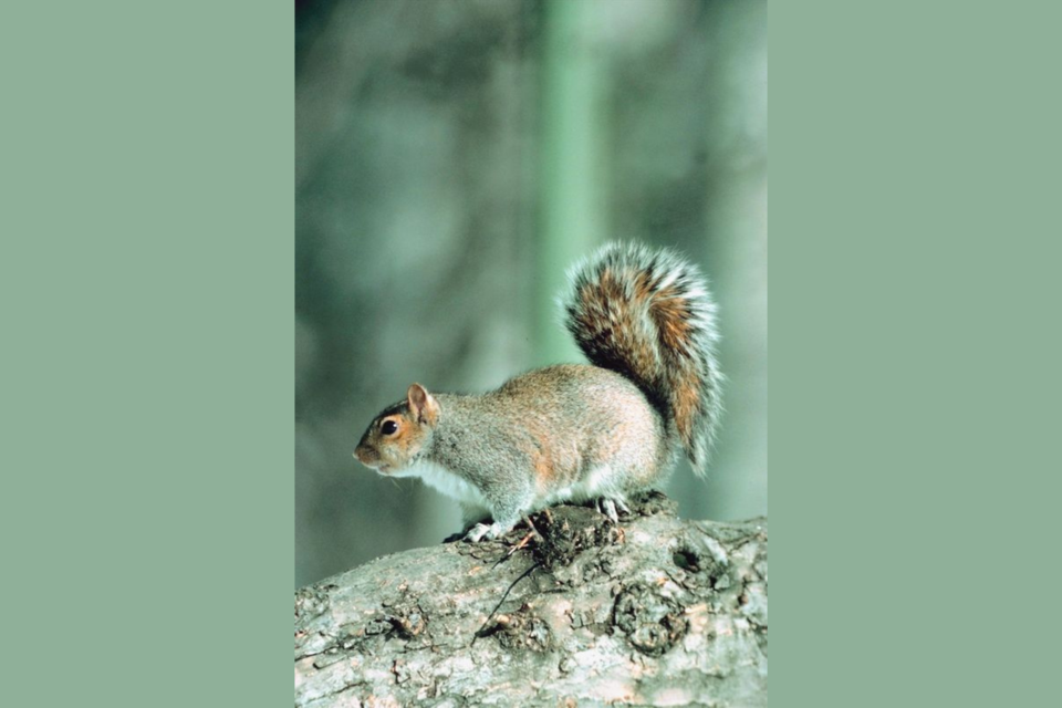 gray-squirrel