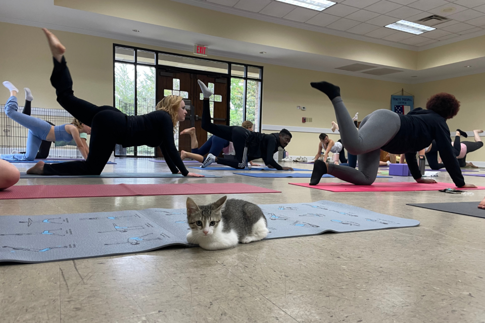 kittenyoga-trinity