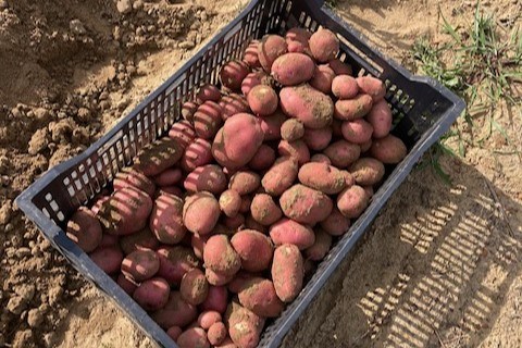 mack-family-farm-potato-harvest_7jpg