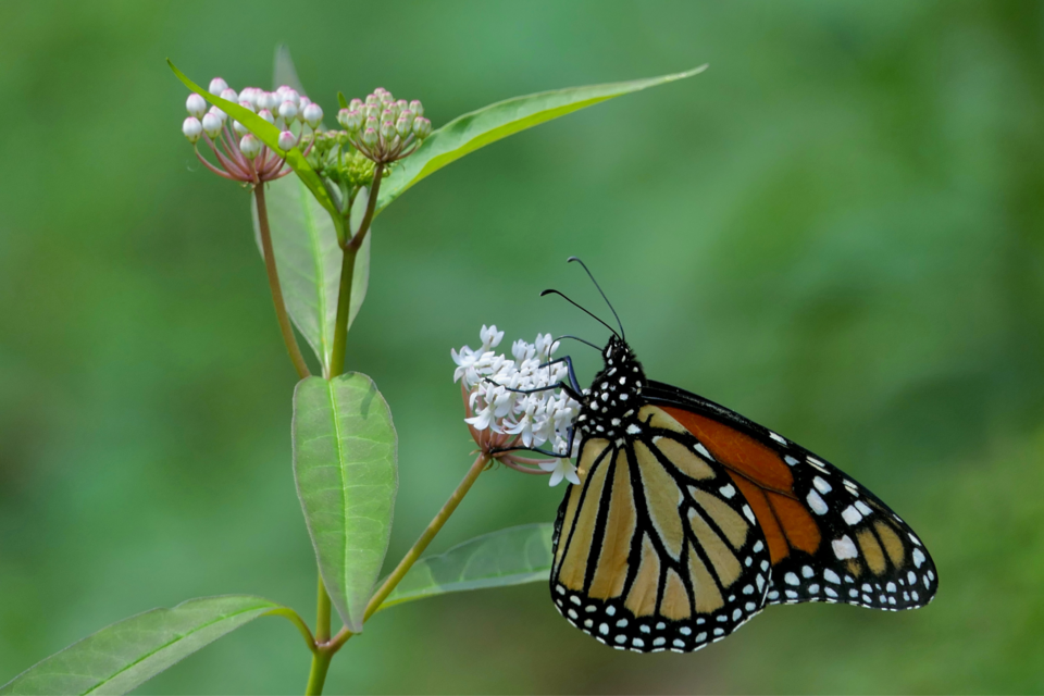 monarch-butterfly-a-high-priority-species-in-georgias-state-wildlife-action-plan