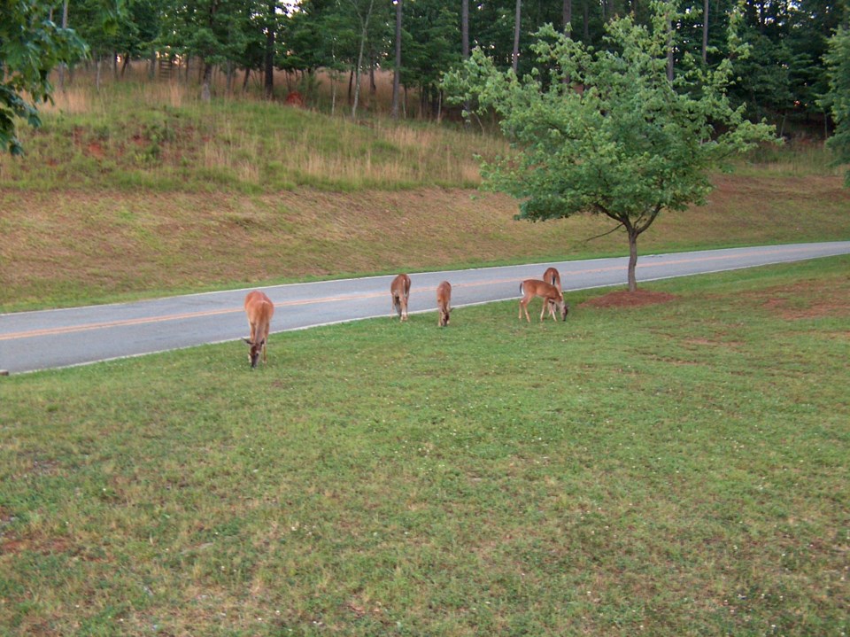 photo_deer_roadside_photo-gadnr-and-uga