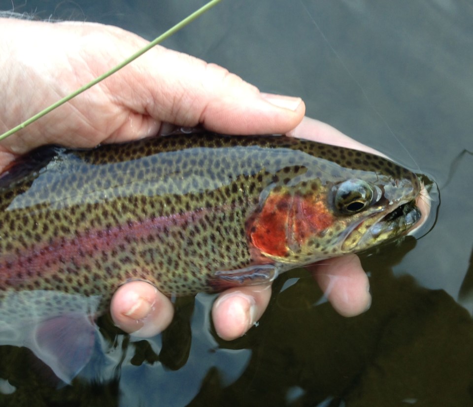 photo_toccoa-delayed-harvest-rainbow-trout_jeffdurniak_dnr