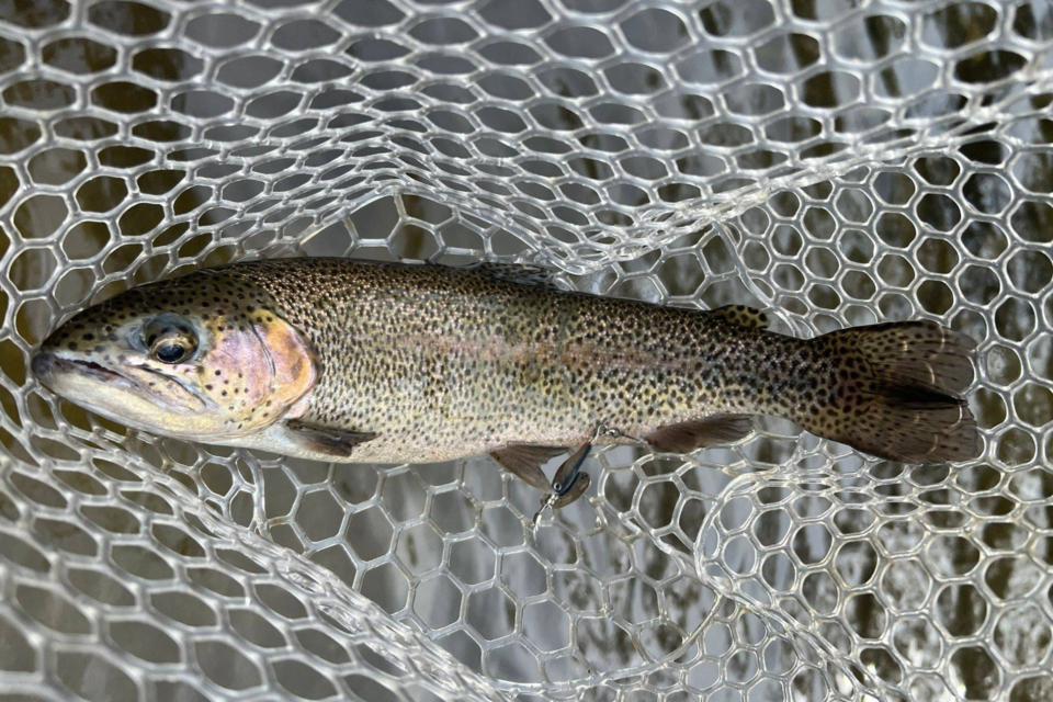 rainbowtrout-gadnr-wrd