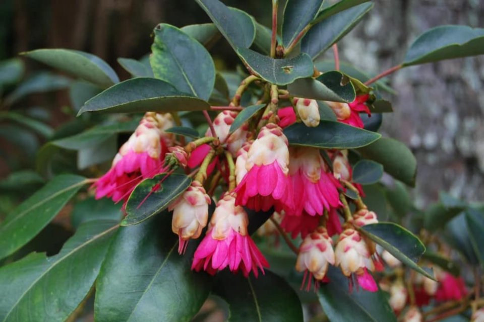 scarletbells-botanicgarden