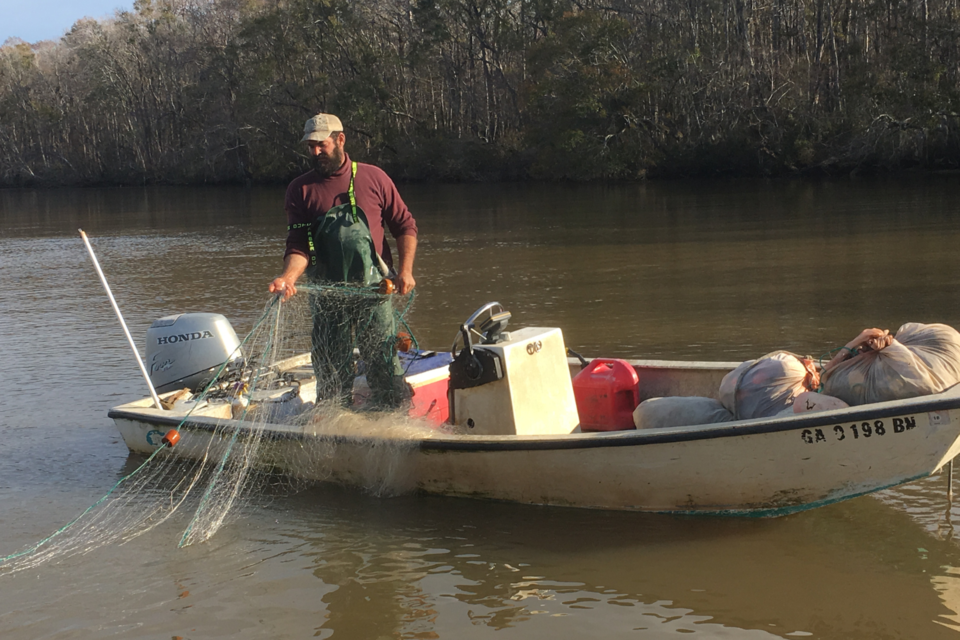 shad-fishing-gadnr