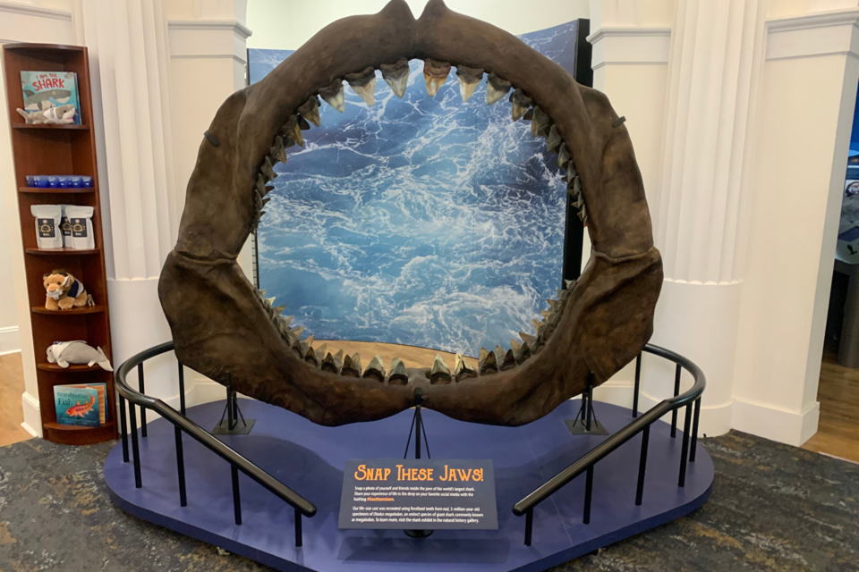 Replica life-size cast of Otodus Megalodon, an extinct species of giant shark commonly known as megalodon. Located in the Georgia Southern Museum.