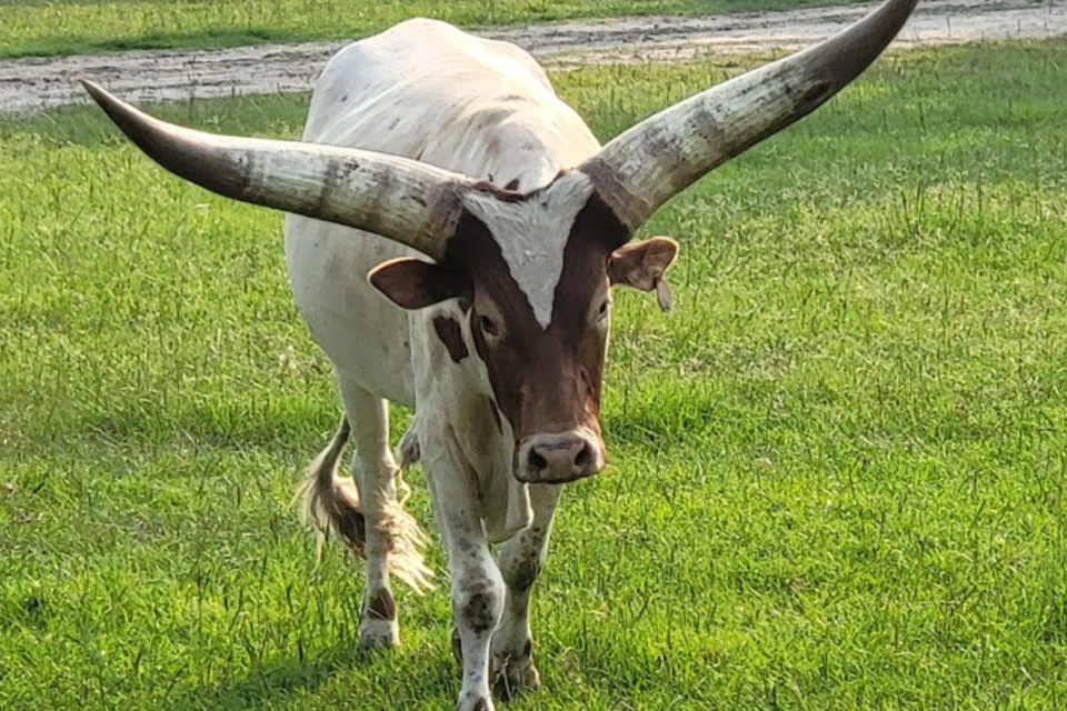 wild ga safari park metter ga