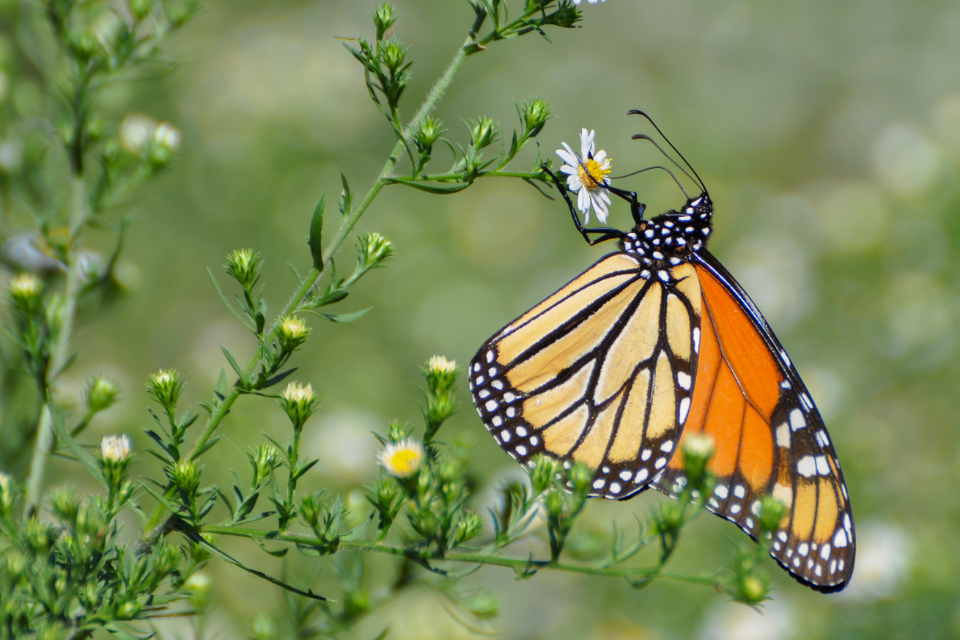 Monarch Waystation Sign | Monarch Watch