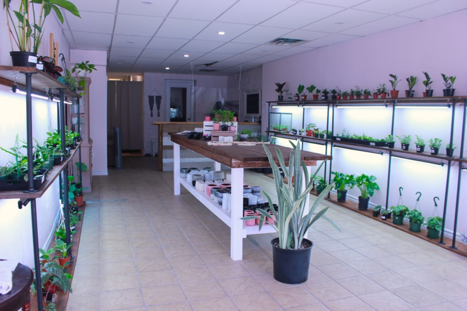 New Downtown Guelph plant business blooms during pandemic 6