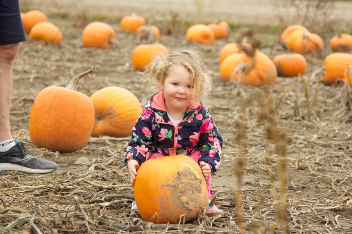 All smiles as pumpkins add colour to a rough year (24 photos): Photo ...