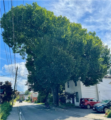 Elm tree at 63 Alice Street, Guelph.
Photo courtesy of Sue Rietschin