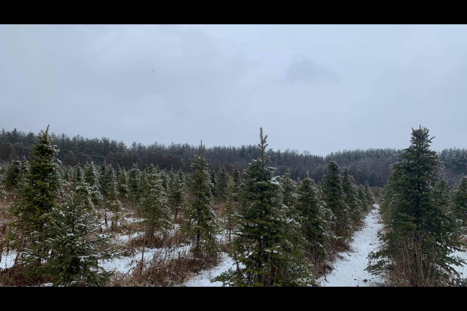 Some of the Christmas trees growing at Evergreen Tree Farm